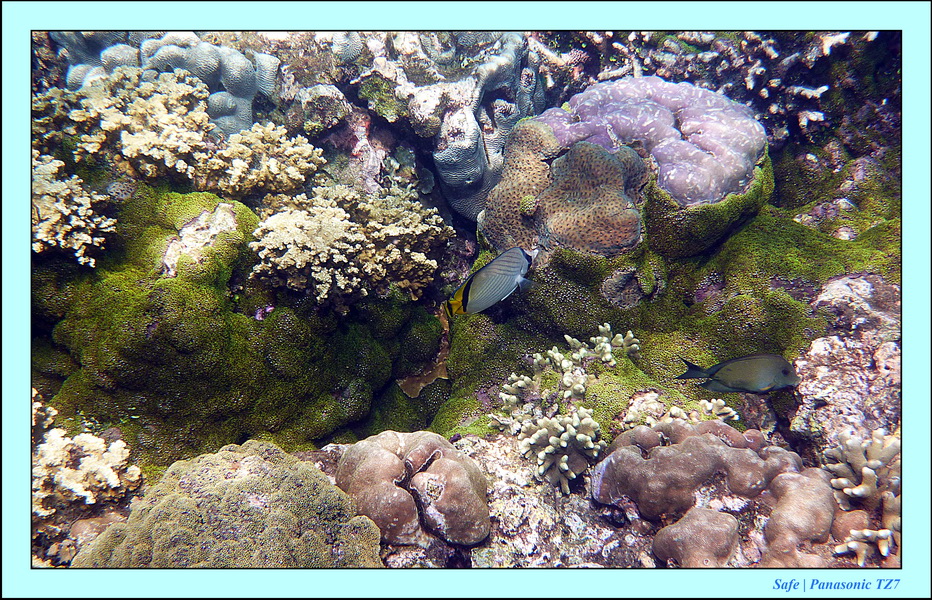 2012 - 07 - Dauin Sanctuary 46